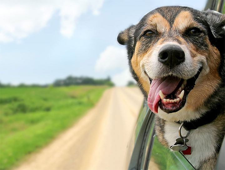 Pet Dental Care
