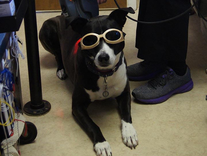 Laser Therapy for Dogs